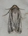 Sympistis nigrocaput - Hodges#10127 - photo 4