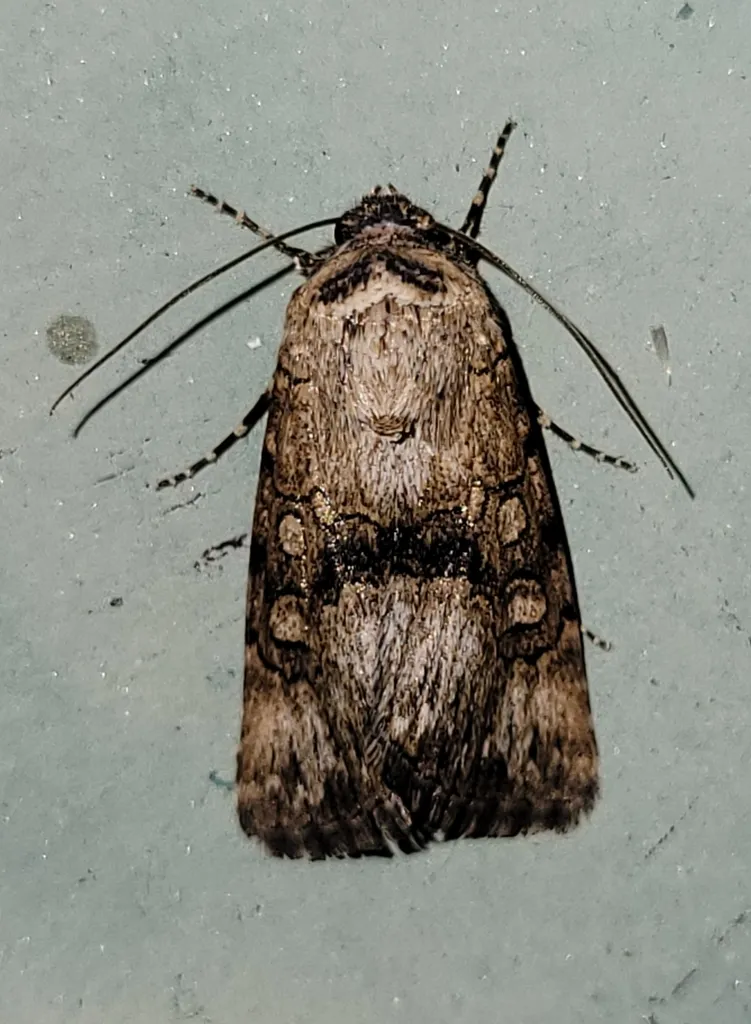 Harrow moth - Hodges#10101 - photo 2