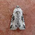 Sympistis orbicularis - photo 3