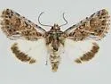 Sympistis osiris - Hodges#10082.4