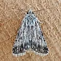 Sympistis pachet - Hodges#10139.1 - Sympistis pachet