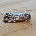 Sympistis pachet - Hodges#10139.1 - photo 2