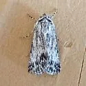 Sympistis pachet - Hodges#10139.1 - photo 3