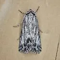 Sympistis pachet - Hodges#10139.1 - photo 4