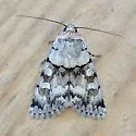 Sympistis pallida - Hodges#10118.1