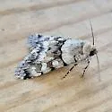 Sympistis pallida - Hodges#10118.1 - photo 2