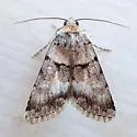 Sympistis pallida - Hodges#10118.1 - photo 3