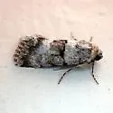 Sympistis pallida - Hodges#10118.1 - photo 4