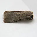 Sympistis pallidior - Hodges#10130.2