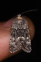 Sympistis parvanigra - Hodges#10081 - photo 2