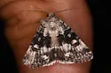 Sympistis parvanigra - Hodges#10081 - photo 4