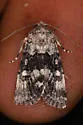 Sympistis parvanigra - Hodges#10081 - photo 5