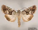 Sympistis pernotata - Hodges#10102 - photo 2