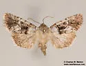 Sympistis pernotata - Hodges#10102 - photo 3
