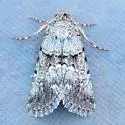 Sympistis pernotata - Hodges#10102 - photo 4