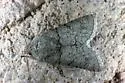 Scribbled Sallow - Hodges#10154 - Sympistis perscripta