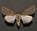 Sympistis picina - Hodges#10068.1