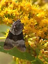 Sympistis piffardi - Hodges#10123