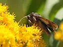 Sympistis piffardi - Hodges#10123 - photo 2