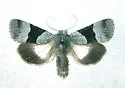 Sympistis piffardi - Hodges#10123 - photo 4