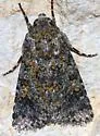 Sympistis poliafascies - Hodges#10152