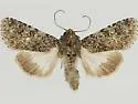 Sympistis poliafascies - Hodges#10152 - photo 2