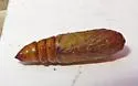 Sympistis poliafascies - Hodges#10152 - photo 3