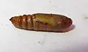 Sympistis poliafascies - Hodges#10152 - photo 4
