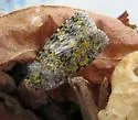 Sympistis poliafascies - Hodges#10152 - photo 5