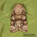 Sympistis polingii - Hodges#10103