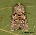Sympistis polingii - Hodges#10103 - photo 3