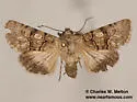 Sympistis polingii - Hodges#10103 - photo 4