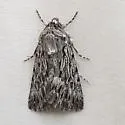 Sympistis poliochroa - Hodges#10094.4 - Sympistis poliochroa