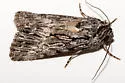 Sympistis poliochroa - Hodges#10094.4 - photo 2