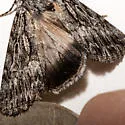 Sympistis poliochroa - Hodges#10094.4 - photo 3