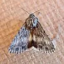 Sympistis poliochroa - Hodges#10094.4 - photo 4