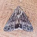 Sympistis poliochroa - Hodges#10094.4 - photo 5