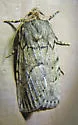 Sympistis punctilinea - Hodges#10119 - Sympistis punctilinea