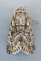 Sympistis punctilinea - Hodges#10119 - photo 2