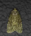 Sympistis punctilinea - Hodges#10119 - photo 4