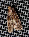 Sympistis punctilinea - Hodges#10119 - photo 5