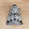 Sympistis ra - Hodges#10104.2 - Sympistis ra