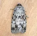 Sympistis ra - Hodges#10104.2 - photo 2