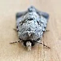 Sympistis ra - Hodges#10104.2 - photo 3