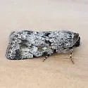 Sympistis ra - Hodges#10104.2 - photo 4