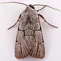 Sympistis ragani - Hodges#10132 - photo 2