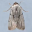 Sympistis ragani - Hodges#10132 - photo 3