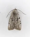 Sympistis ragani - Hodges#10132 - photo 4