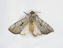 Sympistis ragani - Hodges#10132 - photo 5