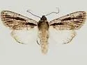 Sympistis rayata - Hodges#10119.1 - Sympistis rayata